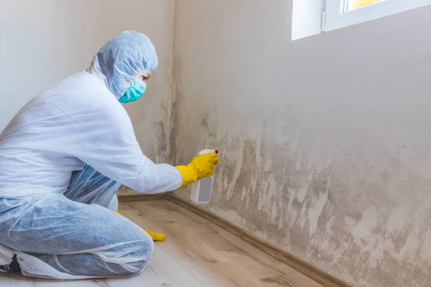 Licensed Black Mold Removal service in Bloomingdale, IL - WQB Mold Removal