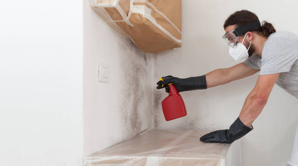 Professional Black Mold Removal technician working in Bloomingdale, IL