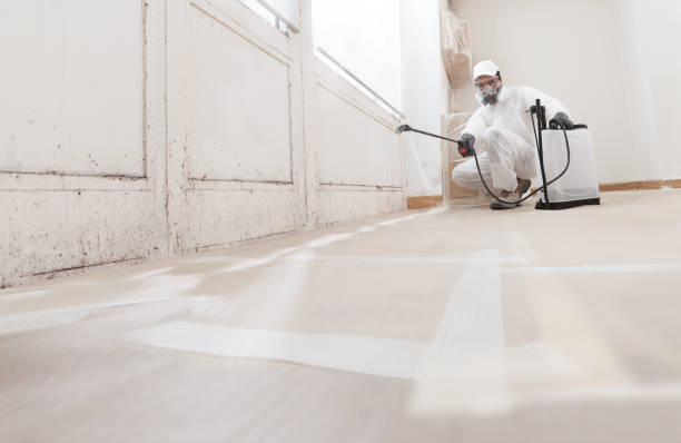 24/7 Emergency Black Mold Removal experts in Bloomingdale, IL