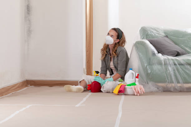 Reliable Black Mold Removal contractor in Bloomingdale, IL by WQB Mold Removal