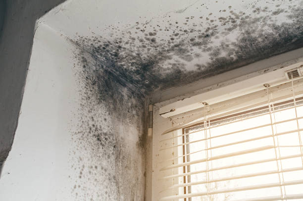 Affordable Black Mold Removal solutions in Bloomingdale, IL